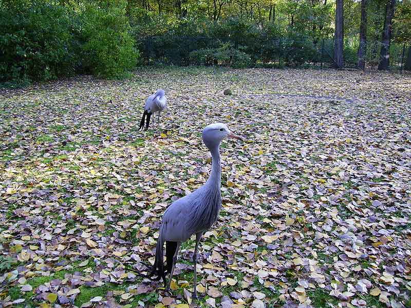 blue crane in nieu bethesda