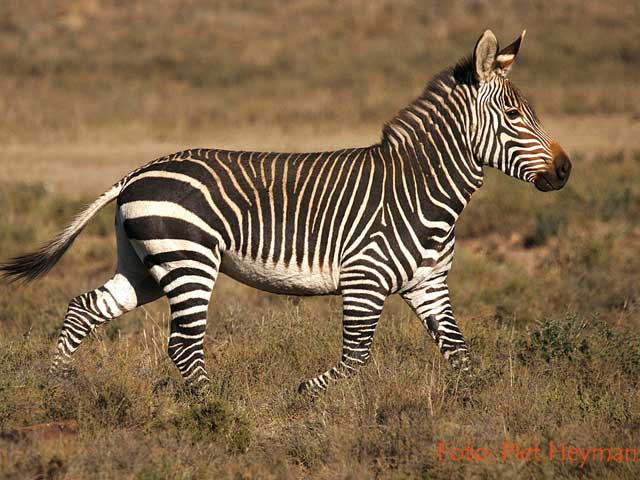 Mountain Zebra National Park – Nieu Bethesda