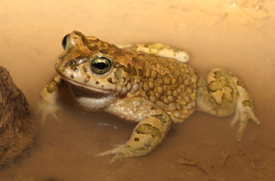 karoo toad