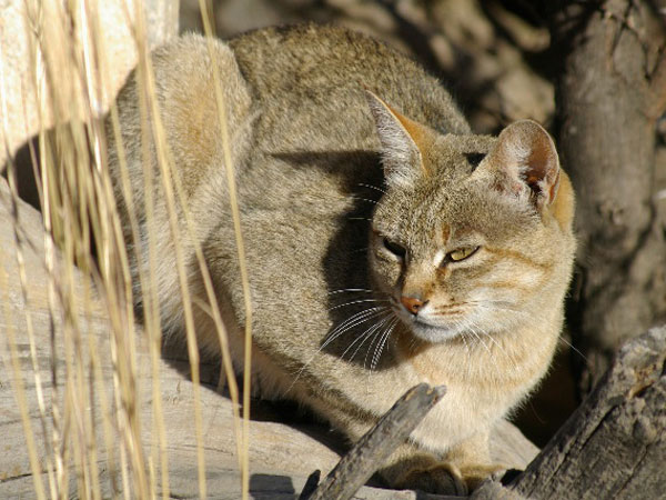 African Wild Cat - Karoo Cats