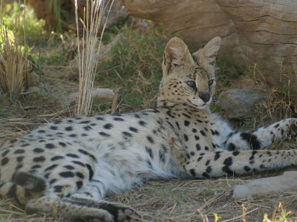 serval - karoo cats