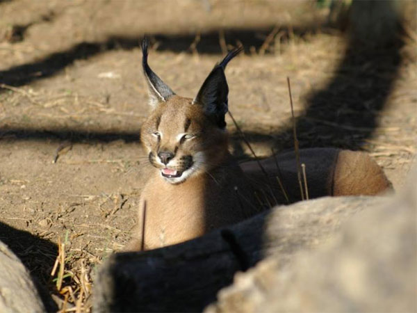 caracal - karoo cats