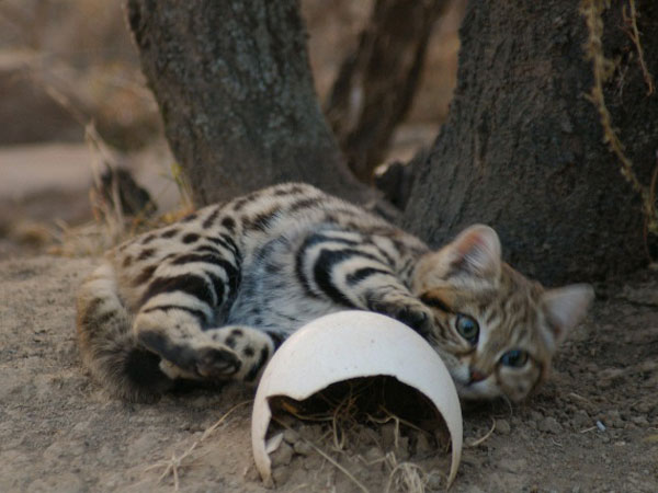 small footed cat - karoo cats