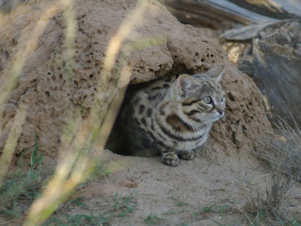 small footed cat - karoo cats