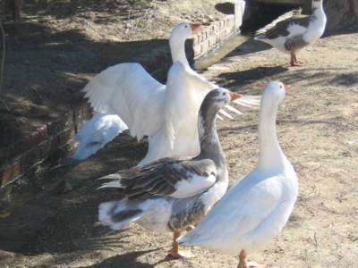 Bird watching Nieu Bethesda