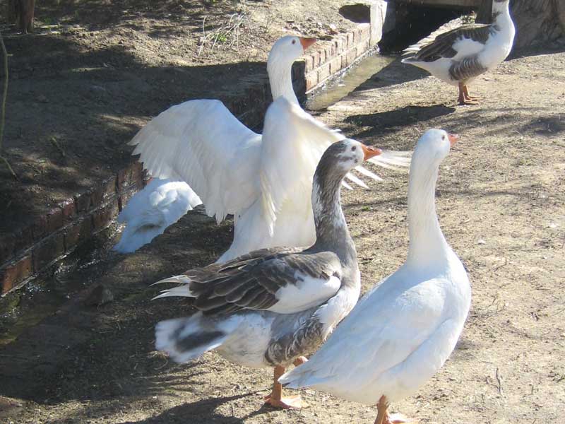 Bird watching Nieu Bethesda