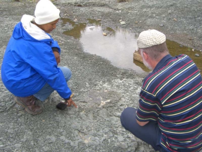 Fossil Safari