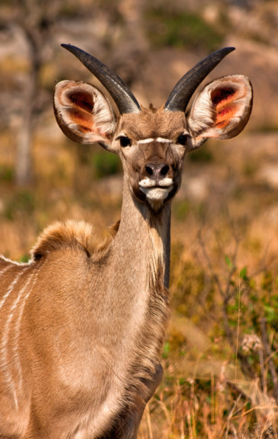 kudu