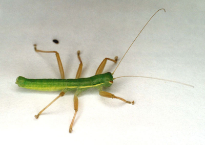 gladiator arthropod
